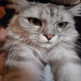 Picture of cat lost at Vigny