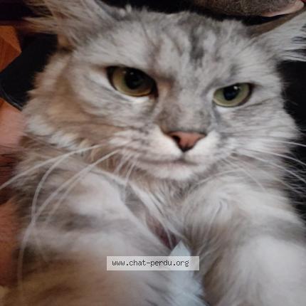 Photo 1/1 J&eacute;lie Chat lost in Vigny