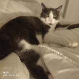 Picture of cat lost at Rennes