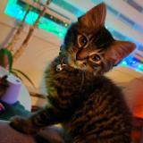 Picture of cat lost at Sainte Therese