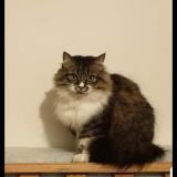 Picture of cat lost at Tarbes