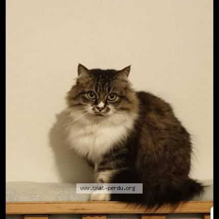 Photo 1/1 MITSOU Chat lost in Tarbes