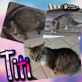 Picture of cat lost at Taponnat Fleurignac