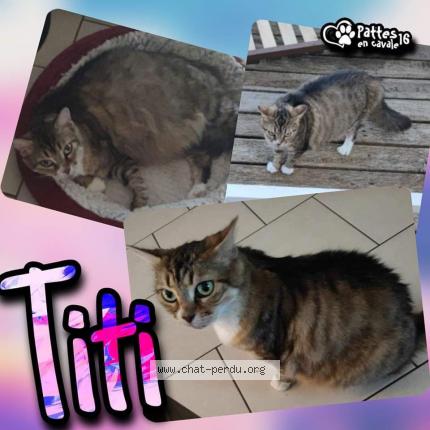 Photo 1/1 Titi Chat lost in Taponnat fleurignac