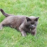 Picture of cat lost at Saint Michel