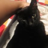 Picture of cat lost at Beauport Quebec