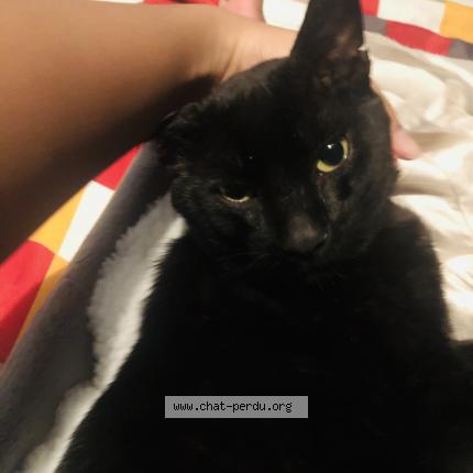 Photo 1/1 Cat reunited Lost in Beauport quebec