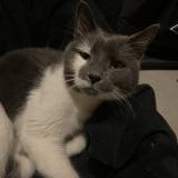 Picture of cat found at Vaudreuil Dorion