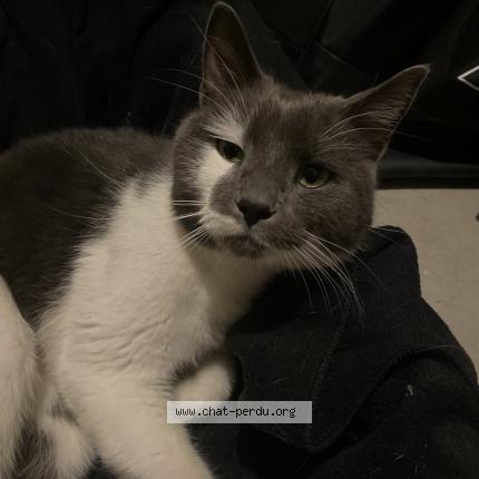 Photo 1/1 Reunited cat Found in Vaudreuil Dorion