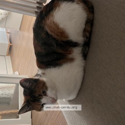 Foto 1/1 Kat teruggevonden Vermist in Molenbeek Sint Jans