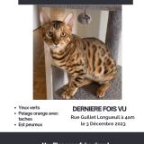 Picture of cat lost at Longueuil