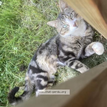 Photo 1/3 Patrick Chat lost in Geudertheim