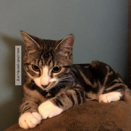 Photo 2/3 Patrick Chat lost in Geudertheim