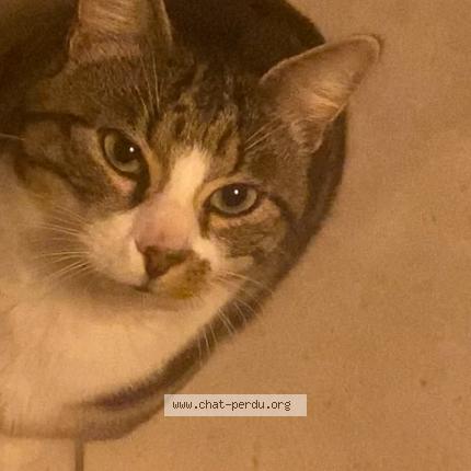 Photo 3/3 Patrick Chat lost in Geudertheim