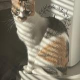 Picture of cat lost at Nantes