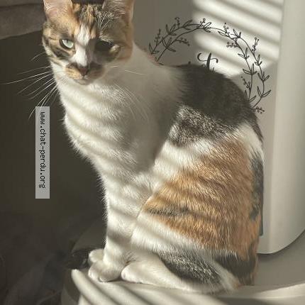 Photo 1/1 Sortil&egrave;ge Chat lost in Nantes