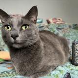 Picture of cat lost at Edmonton