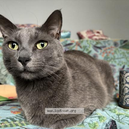 Photo 1/1 Cat reunited Lost in Edmonton