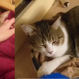 Picture of cat lost at Guyancourt