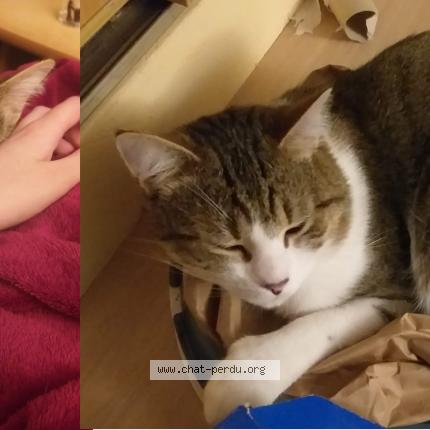 Photo 1/1 Cat reunited Lost in Guyancourt