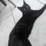 Picture of cat lost at Vernaison