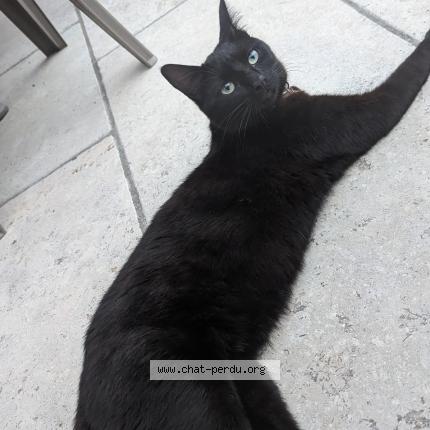 Photo 1/1 Fl&egrave;che Chat lost in Vernaison