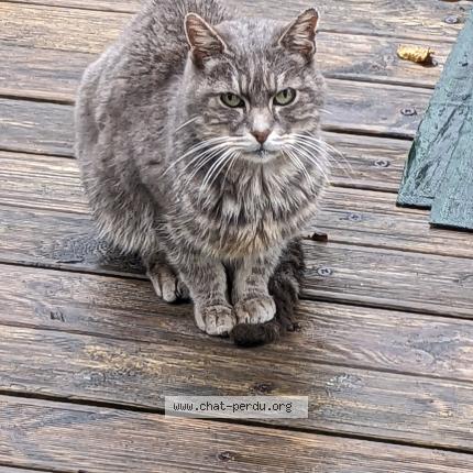 Photo 1/1 Cat reunited Found in Bretigny