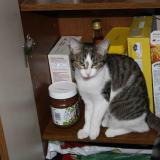 Picture of cat lost at Chartres De Bgne