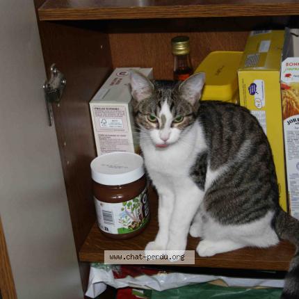 Photo 1/1 Cat reunited Lost in Chartres de bgne