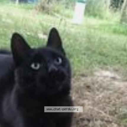 Foto van vermiste kat in Huldenberg
