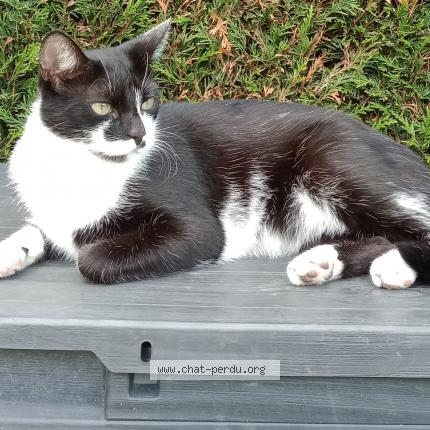 Photo 1/1 Cat reunited Lost in Pont l eveque