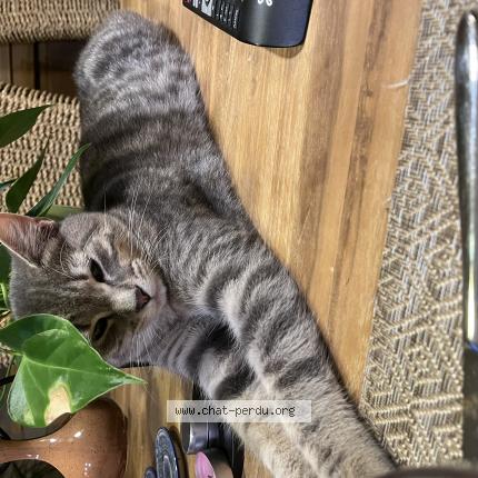 Foto 1/1 Kat teruggevonden Vermist in Jette