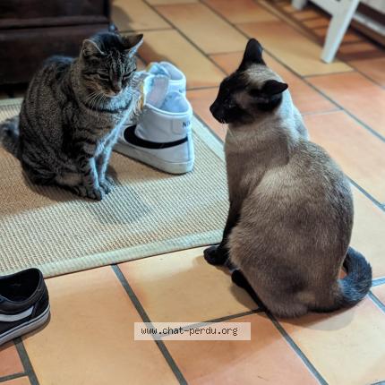 Foto 1/1 Wiedergefundene Katze Verloren in Hesperange
