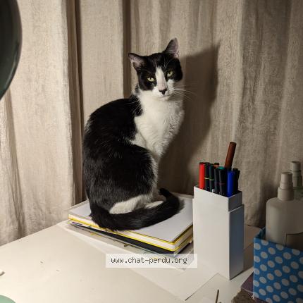 Foto 1/1 Kat teruggevonden Vermist in Bruxelles