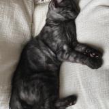 Picture of cat lost at Boersch