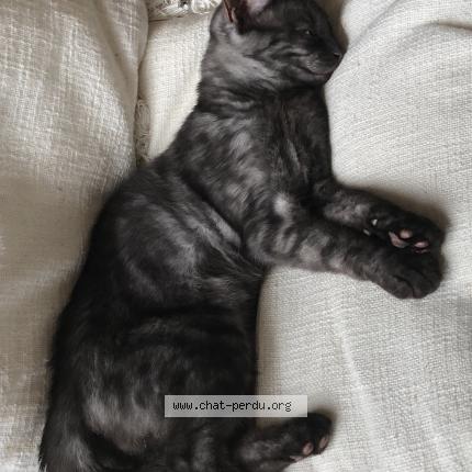 Photo 1/1 Cat reunited Lost in Boersch