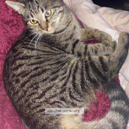 Foto 1/1 Kat teruggevonden Vermist in Mons