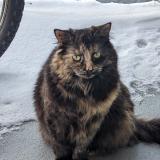 Picture of cat lost at Montreal