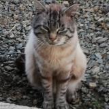 Picture of cat lost at Lanvollon
