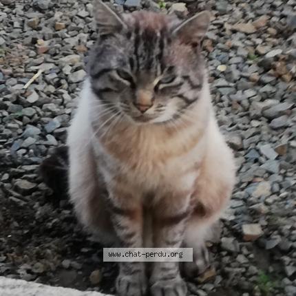 Photo 1/1 Ulysse Chat lost in Lanvollon