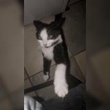 Picture of cat lost at Montreal