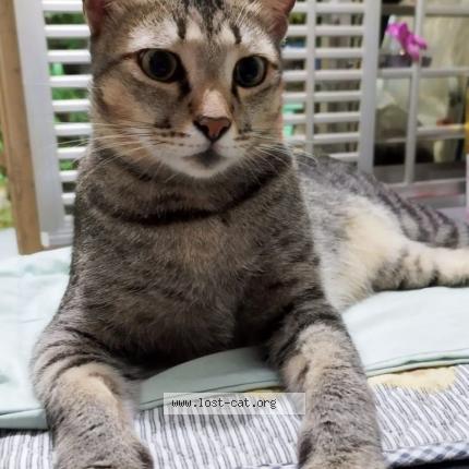 Photo 1/1 Cat reunited Lost in Singapore
