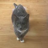 Picture of cat lost at Montreal