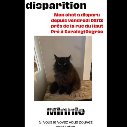 Foto van vermiste kat in Seraing