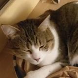 Picture of cat lost at Guyancourt