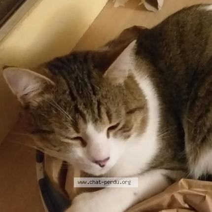 Photo 1/1 Cat reunited Lost in Guyancourt