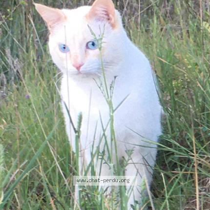 Photo 1/1 Cat reunited Lost in Beziers