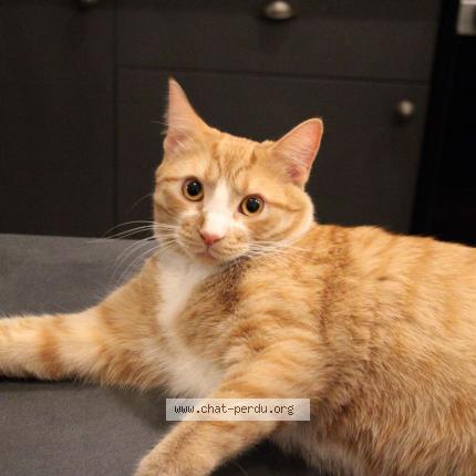 Foto 1/1 Kat teruggevonden Vermist in Ixelles