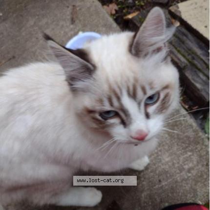 Photo 1/1 Reunited cat Found in Grants Pass