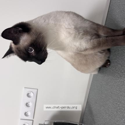 Photo 1/1 Cat reunited Found in Aix en provence